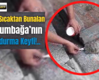 Siirt’te Sıcaktan Bunalan Kaplumbağa’nın Dondurma Keyfi!..