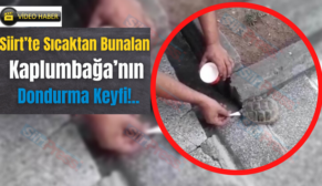 Siirt’te Sıcaktan Bunalan Kaplumbağa’nın Dondurma Keyfi!..