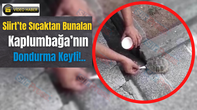 Siirt’te Sıcaktan Bunalan Kaplumbağa’nın Dondurma Keyfi!..