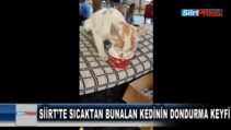 SİİRT’TE SICAKTAN BUNALAN KEDİNİN DONDURMA KEYFİ