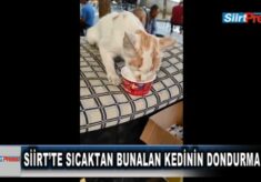 SİİRT’TE SICAKTAN BUNALAN KEDİNİN DONDURMA KEYFİ