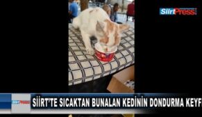 SİİRT’TE SICAKTAN BUNALAN KEDİNİN DONDURMA KEYFİ