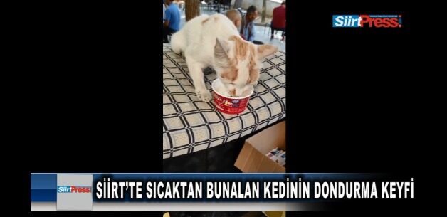 Çöl sıcaklarının hakim olduğu Siirt’te kediler de serinlemek için dondurmaya