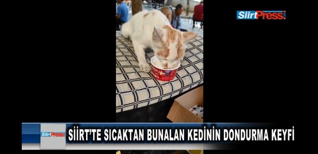 SİİRT’TE SICAKTAN BUNALAN KEDİNİN DONDURMA KEYFİ