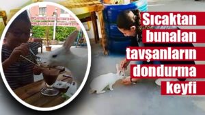 Siirt’in Eruh ilçesinde bir kafede masaları gezen yaban tavşanlara müşterilerin