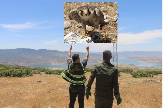 Siirt’te bitkin ve yaralı bir şekilde bulunan kerkenez kuşu tedavi
