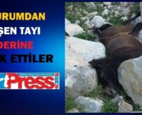 UÇURUMDAN DÜŞEN TAYI KADERİNE TERK ETTİLER