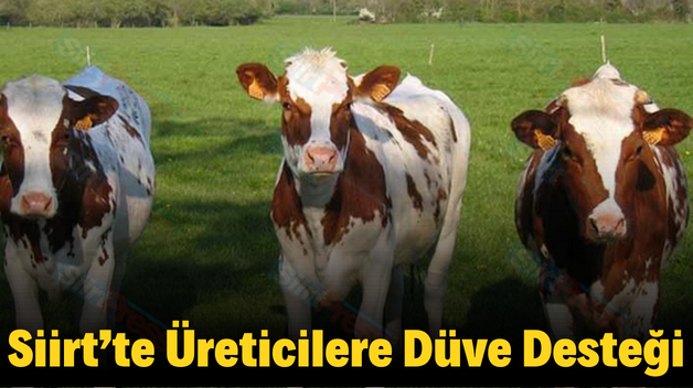 Siirt’te Üreticilere Düve Desteği