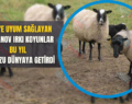 Siirt’e Uyum Sağlayan Romanov Irkı Koyunlar Bu Yıl 92 Kuzu Dünyaya Getirdi