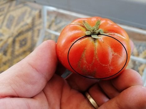 Siirt’te üzerinde Arapça Allah lafzı bulunan domates, görenleri şaşırtıyor. Siirt