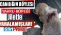 SİİRT’TE VAHŞETİN BÖYLESİ…YAVRU KÖPEĞİ JİLET İLE YARALAMIŞLAR!..