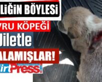 SİİRT’TE VAHŞETİN BÖYLESİ…YAVRU KÖPEĞİ JİLET İLE YARALAMIŞLAR!..