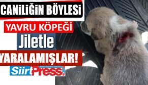 SİİRT’TE VAHŞETİN BÖYLESİ…YAVRU KÖPEĞİ JİLET İLE YARALAMIŞLAR!..