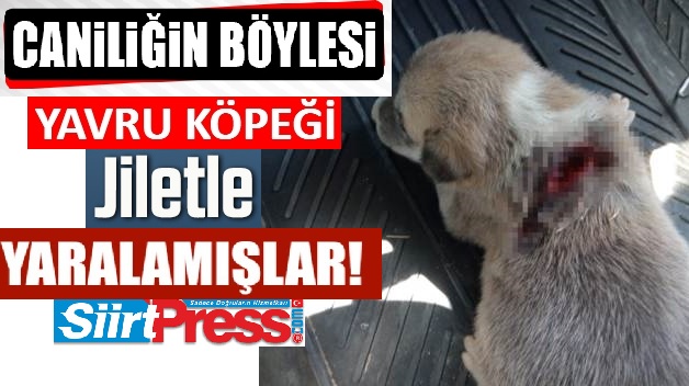 SİİRT’TE VAHŞETİN BÖYLESİ…YAVRU KÖPEĞİ JİLET İLE YARALAMIŞLAR!..