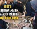 Siirt’te Vahşi Hayvanların Yaraladığı Dağ Keçisi Tedavi Altına Alındı