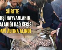 Siirt’te Vahşi Hayvanların Yaraladığı Dağ Keçisi Tedavi Altına Alındı