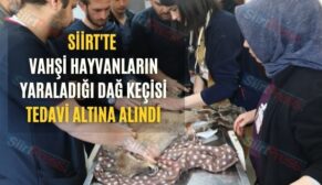 Siirt’te Vahşi Hayvanların Yaraladığı Dağ Keçisi Tedavi Altına Alındı