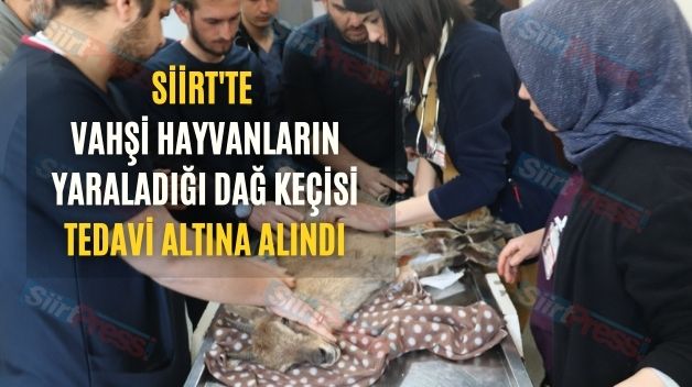 Siirt’te Vahşi Hayvanların Yaraladığı Dağ Keçisi Tedavi Altına Alındı