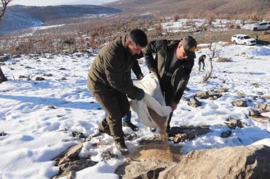 Siirt’in Şirvan ilçesinde olumsuz hava koşulları nedeniyle beslenmekte güçlük çeken
