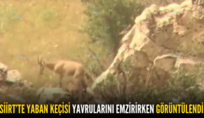 SİİRT’TE YABAN KEÇİSİ YAVRULARINI EMZİRİRKEN GÖRÜNTÜLENDİ