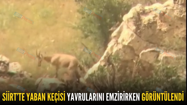 SİİRT’TE YABAN KEÇİSİ YAVRULARINI EMZİRİRKEN GÖRÜNTÜLENDİ