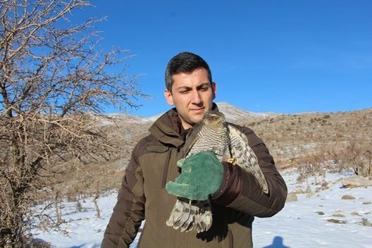 Siirt’in Şirvan ilçesinde yaralı bulunan atmaca, tedavisinden sonra doğaya salındı.