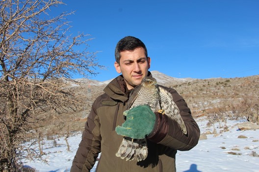 Siirt’te Yaralı Bulunan Atmaca Tedavisinin Ardından Doğaya Bırakıldı