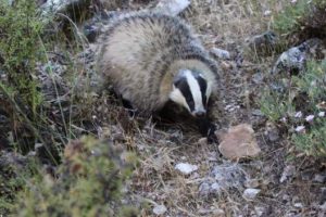 Siirt’in Tillo ilçesi Taşbalta köyünde köylüler tarafından nesli tükenmekte olan