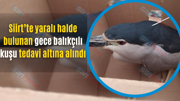 Siirt’te yaralı halde bulunan gece balıkçılı kuşu tedavi altına alındı