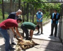 SİİRT’TE YENİDEN KILINAN CUMA NAMAZI İÇİN ŞÜKÜR KURBANI KESİLDİ