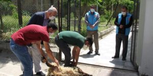 SİİRT’TE YENİDEN KILINAN CUMA NAMAZI İÇİN ŞÜKÜR KURBANI KESİLDİ
