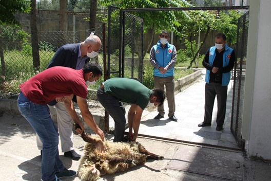 SİİRT’TE YENİDEN KILINAN CUMA NAMAZI İÇİN ŞÜKÜR KURBANI KESİLDİ