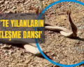 Siirt’te Yılanların ‘Çiftleşme Dansı’