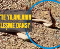 Siirt’te Yılanların ‘Çiftleşme Dansı’