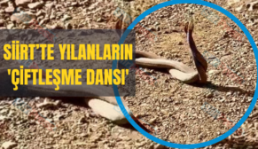 Siirt’te Yılanların ‘Çiftleşme Dansı’