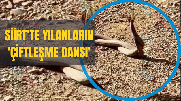 Siirt’te Yılanların ‘Çiftleşme Dansı’