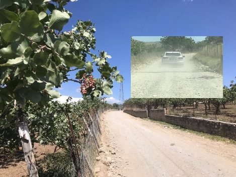 Siirt’in en eski fıstık genine sahip Çal Mahallesindeki (Ras-ıl Neboh)