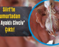 Siirt’te Yumurtadan ‘Üç Ayaklı Civciv’ Çıktı!