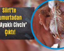 Siirt’te Yumurtadan ‘Üç Ayaklı Civciv’ Çıktı!