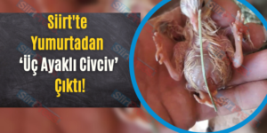 Siirt’te Yumurtadan ‘Üç Ayaklı Civciv’ Çıktı!