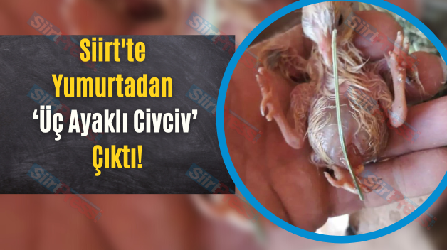 Siirt’te Yumurtadan ‘Üç Ayaklı Civciv’ Çıktı!