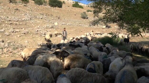 Kurban Bayramı’nın yaklaşmasıyla birlikte Siirt’ten büyük şehirlere kurbanlık küçükbaş hayvanlar