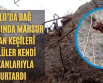 Tillo’da Dağ Yamacında Mahsur Kalan Keçileri Köylüler Kendi İmkanlarıyla Kurtardı