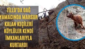 Tillo’da Dağ Yamacında Mahsur Kalan Keçileri Köylüler Kendi İmkanlarıyla Kurtardı