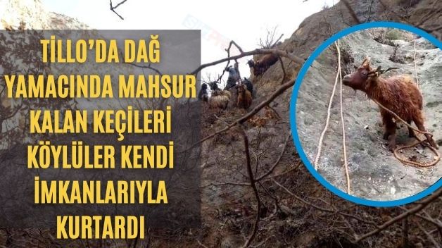 Tillo’da Dağ Yamacında Mahsur Kalan Keçileri Köylüler Kendi İmkanlarıyla Kurtardı