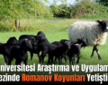 Siirt Üniversitesi Araştırma ve Uygulama Merkezinde Romanov Koyunları Yetiştiriliyor