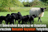 Siirt Üniversitesi Araştırma ve Uygulama Merkezinde Romanov Koyunları Yetiştiriliyor
