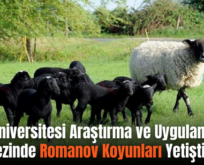Siirt Üniversitesi Araştırma ve Uygulama Merkezinde Romanov Koyunları Yetiştiriliyor
