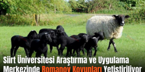 Siirt Üniversitesi Araştırma ve Uygulama Merkezinde Romanov Koyunları Yetiştiriliyor
