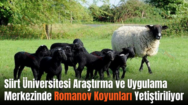 Siirt Üniversitesi Araştırma ve Uygulama Merkezinde Romanov Koyunları Yetiştiriliyor